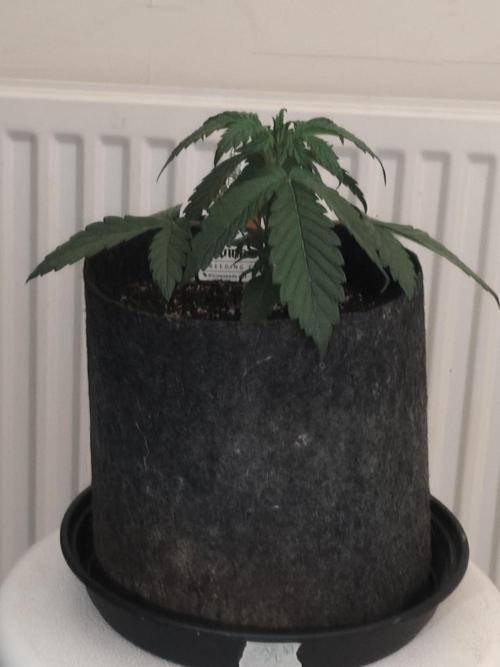 AK-47 XL. Week 2