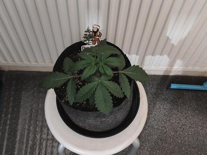 AK-47 XL. Week 2