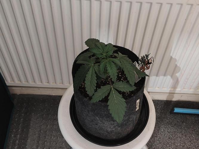 AK-47 XL. Week 2