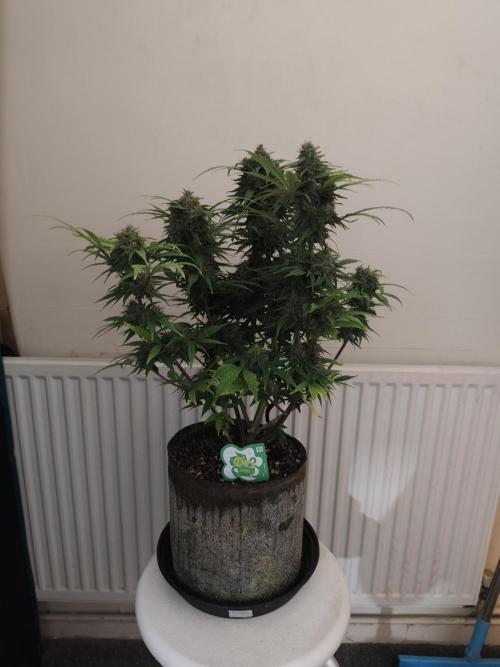 IZI Seeds Grow Report Contest 2025. Week 10