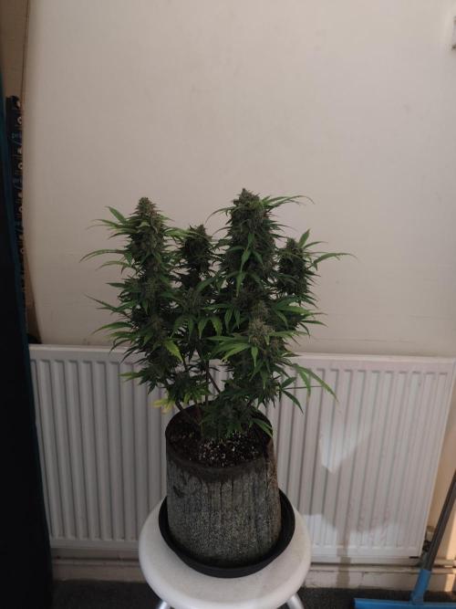 IZI Seeds Grow Report Contest 2025. Week 10