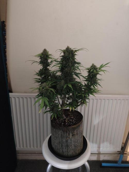 IZI Seeds Grow Report Contest 2025. Week 10