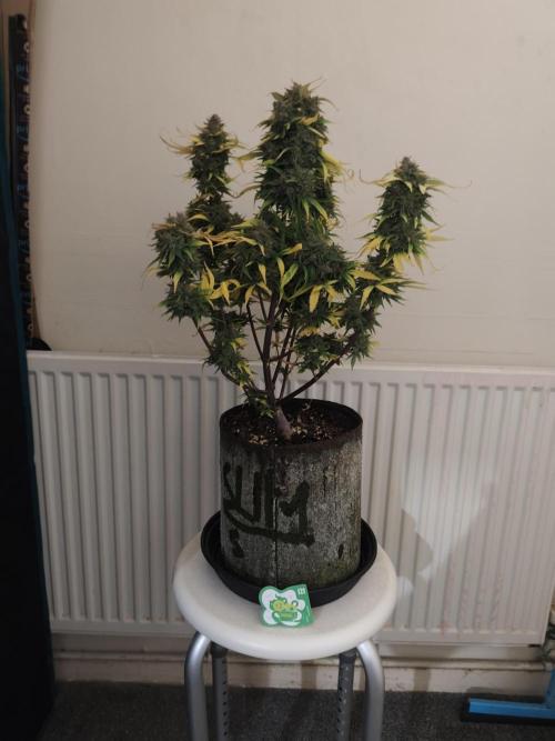 IZI Seeds Grow Report Contest 2025. Week 11