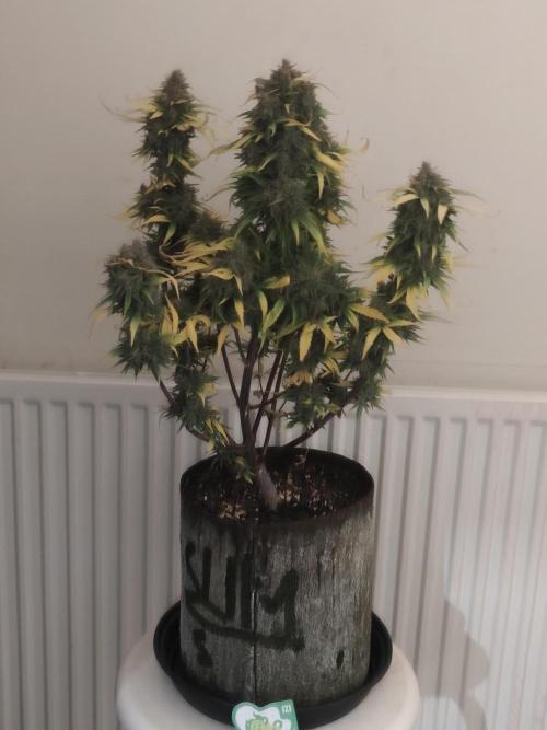 IZI Seeds Grow Report Contest 2025. Week 11