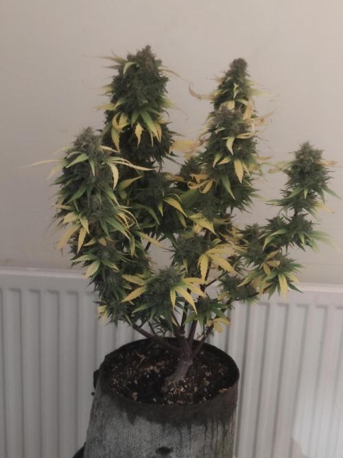 IZI Seeds Grow Report Contest 2025. Week 11