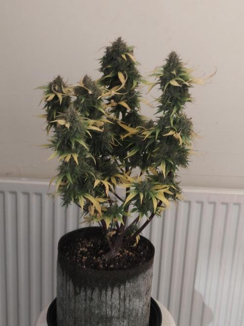 IZI Seeds Grow Report Contest 2025. Week 11