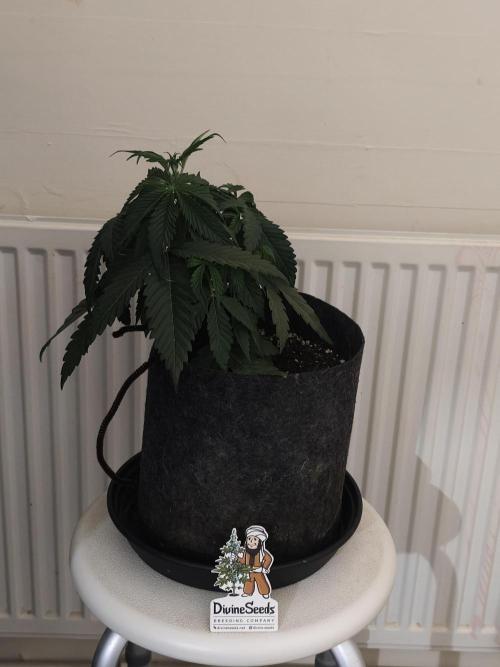 AK-47 XL. Week 3