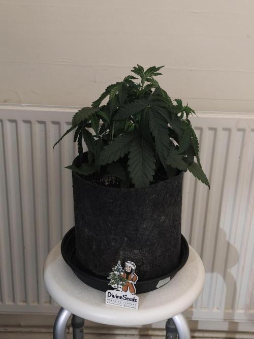 AK-47 XL. Week 3