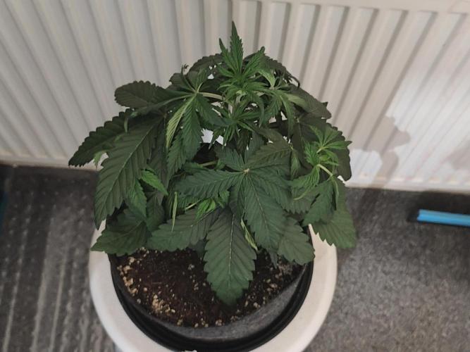 AK-47 XL. Week 3