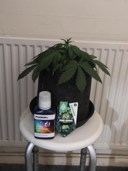 Eternity grow cup sticky broccoli auto. Week 2