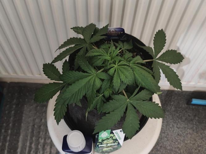 Eternity grow cup sticky broccoli auto. Week 2