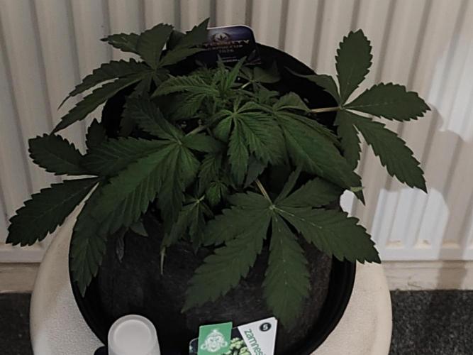 Eternity grow cup sticky broccoli auto. Week 2