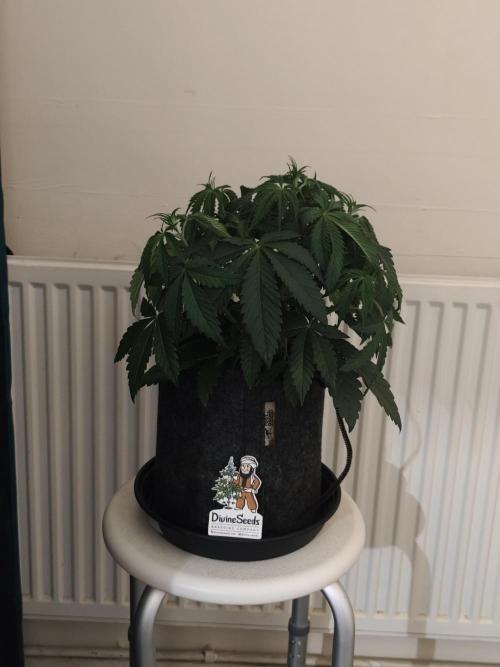 AK-47 XL. Week 4