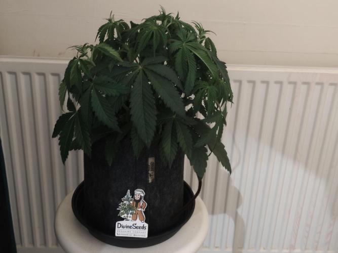 AK-47 XL. Week 4