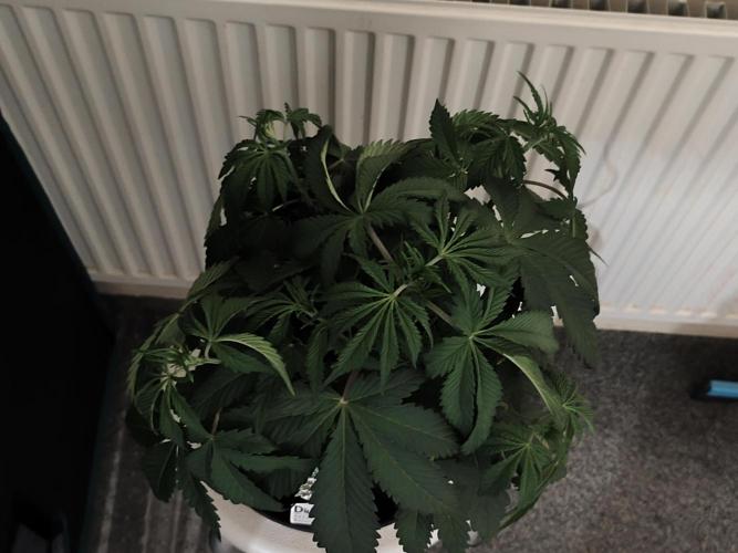 AK-47 XL. Week 4