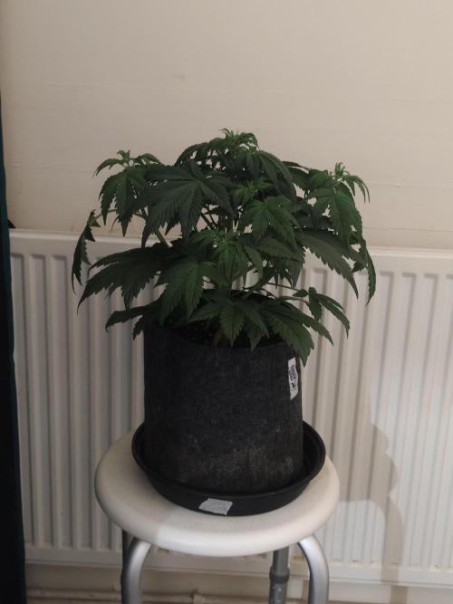 Auto 77 Days. Week 4