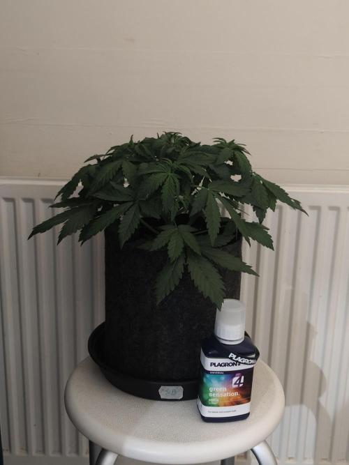 Eternity grow cup sticky broccoli auto. Week 3