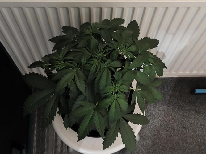 Eternity grow cup sticky broccoli auto. Week 3