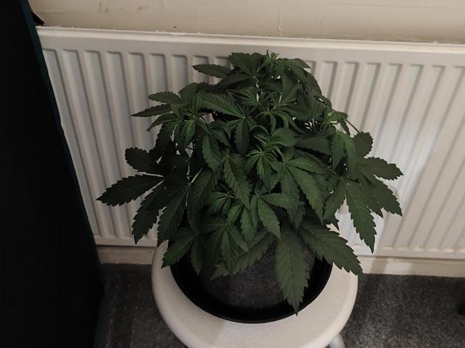 Eternity grow cup sticky broccoli auto. Week 3