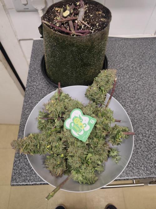 IZI Seeds Grow Report Contest 2025. Week 12