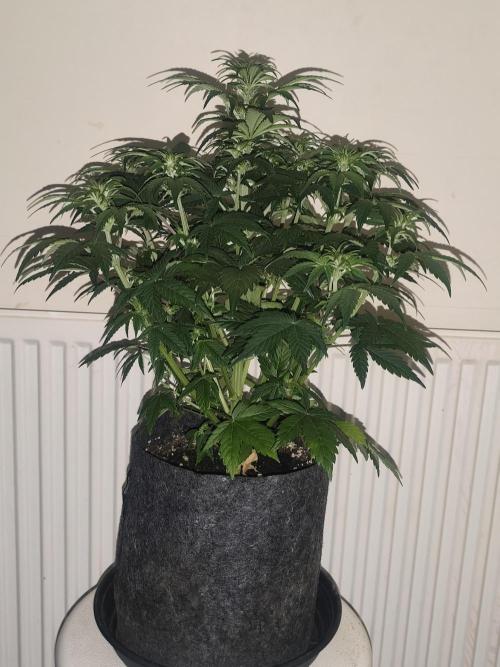 Auto 77 Days. Week 5