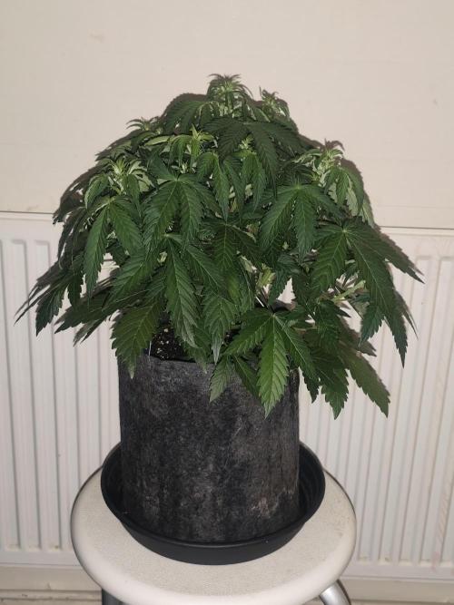 Eternity grow cup sticky broccoli auto. Week 4