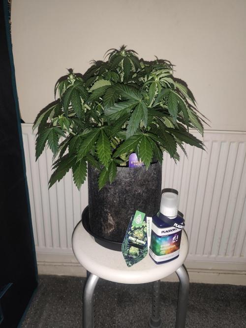 Eternity grow cup sticky broccoli auto. Week 4