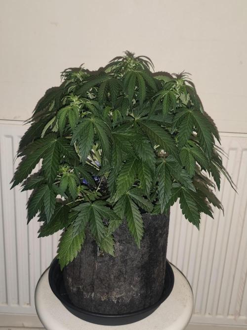 Eternity grow cup sticky broccoli auto. Week 4