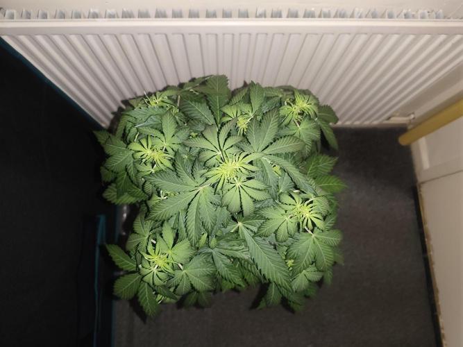 Eternity grow cup sticky broccoli auto. Week 4