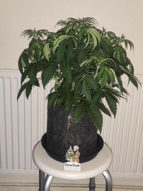 AK-47 XL. Week 5