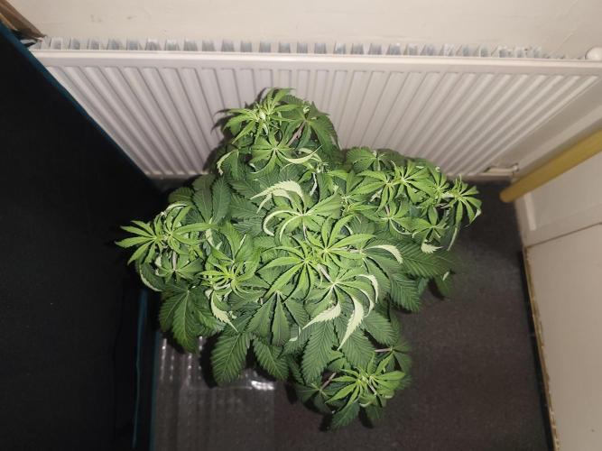 AK-47 XL. Week 5