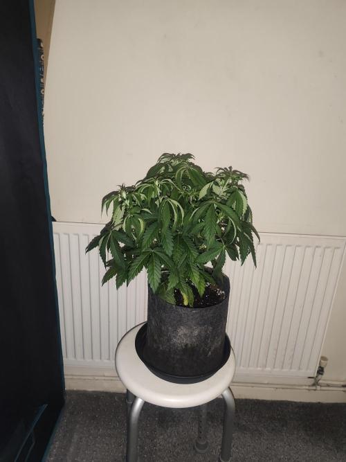 AK-47 XL. Week 5