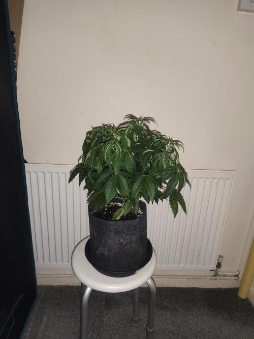 AK-47 XL. Week 5