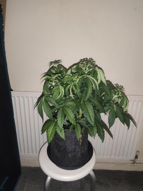 AK-47 XL. Week 5