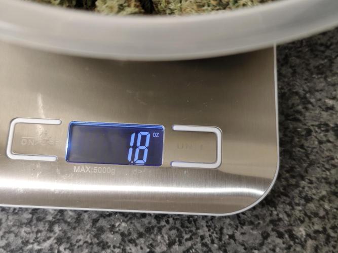 IZI Seeds Grow Report Contest 2025. Week 12