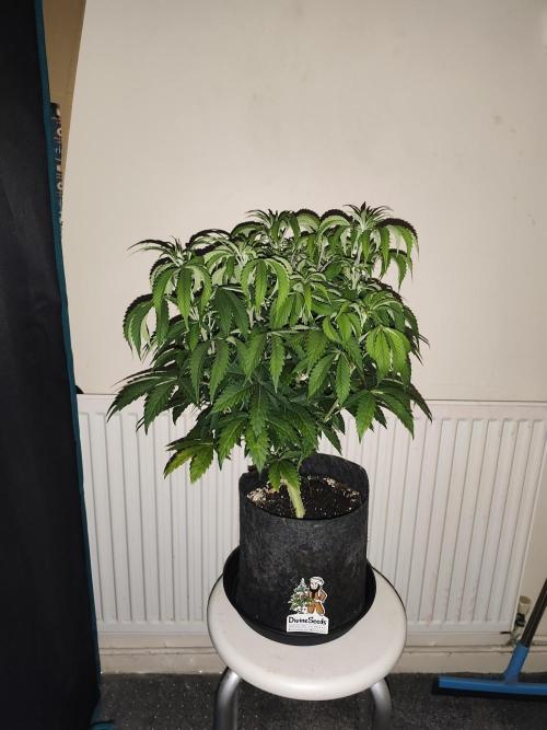 AK-47 XL. Week 6