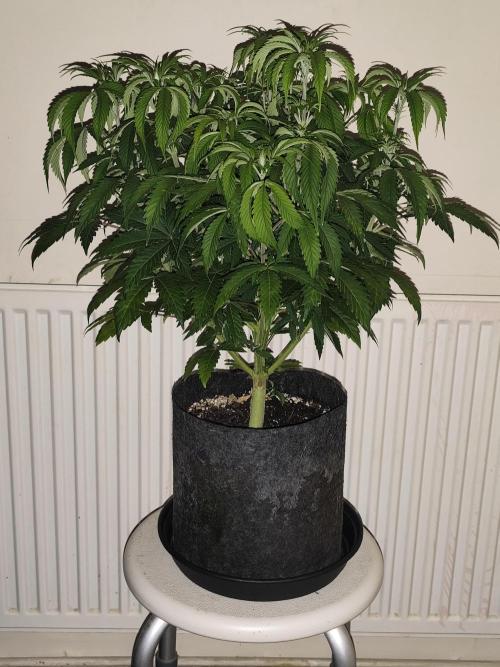 AK-47 XL. Week 6