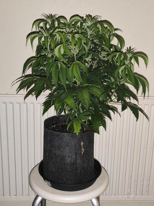 AK-47 XL. Week 6