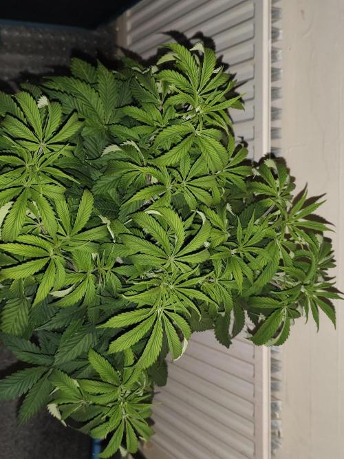 AK-47 XL. Week 6