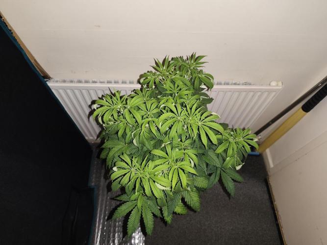 AK-47 XL. Week 6