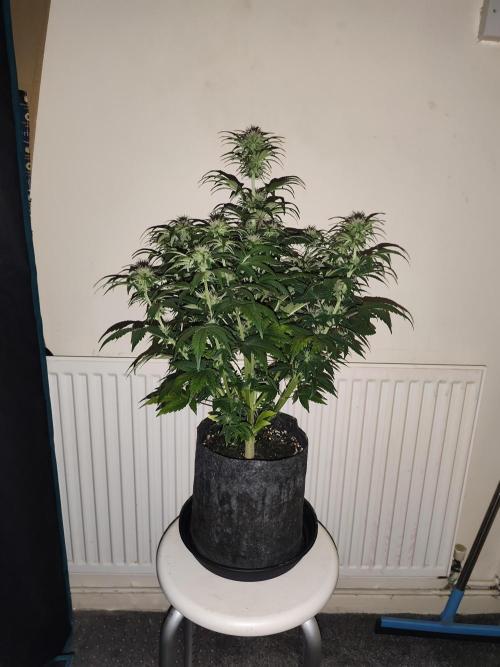 Auto 77 Days. Week 6