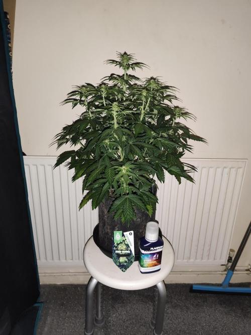 Eternity grow cup sticky broccoli auto. Week 5