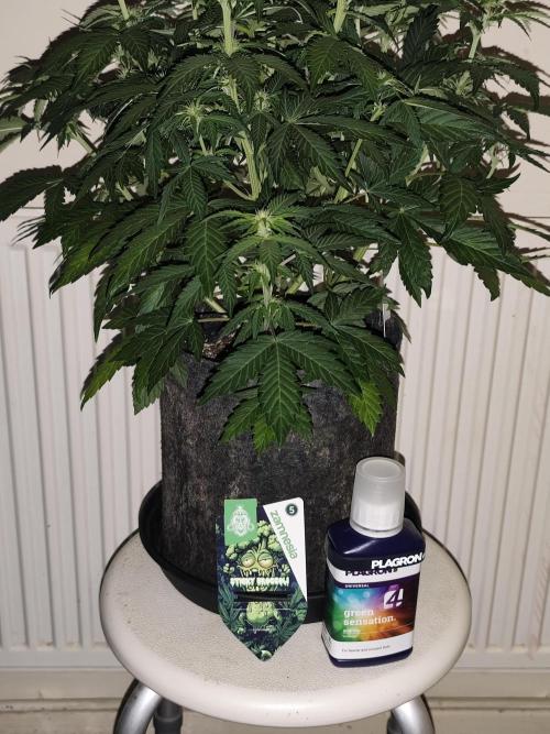 Eternity grow cup sticky broccoli auto. Week 5