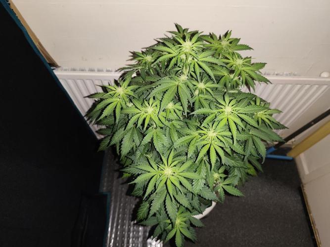Eternity grow cup sticky broccoli auto. Week 5