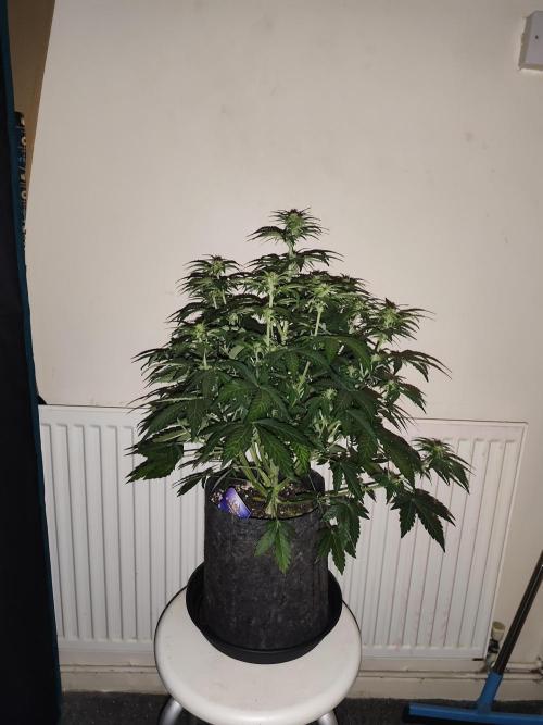 Eternity grow cup sticky broccoli auto. Week 5
