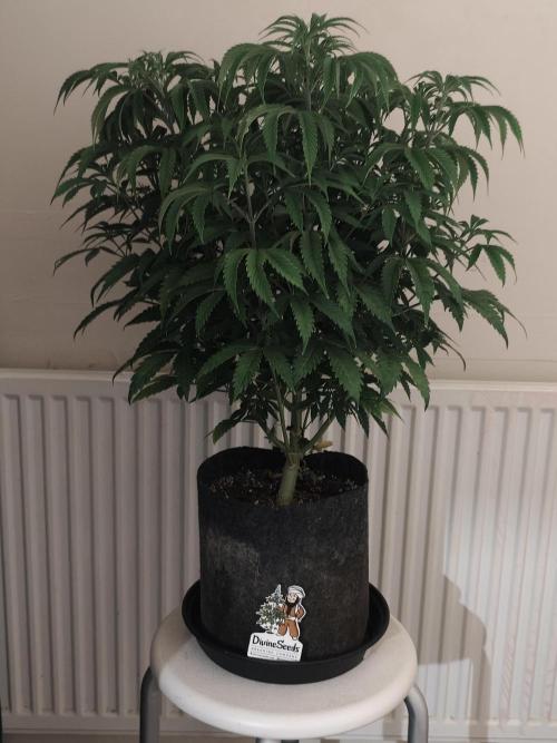 AK-47 XL. Week 7