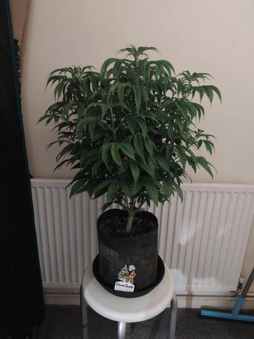AK-47 XL. Week 7