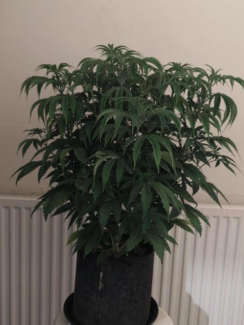 AK-47 XL. Week 7