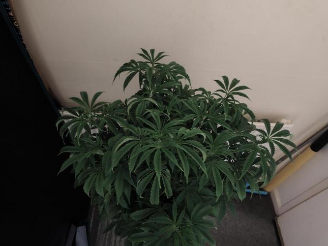 AK-47 XL. Week 7