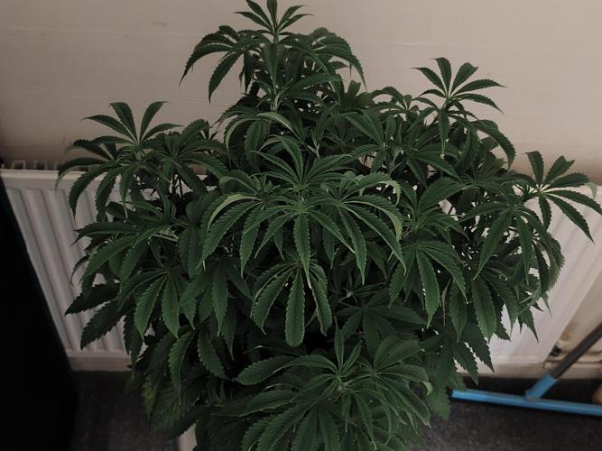 AK-47 XL. Week 7